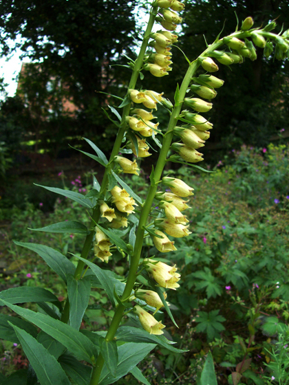 Straw Foxglove